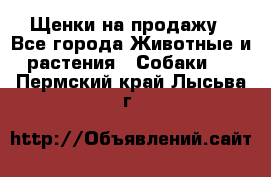 Щенки на продажу - Все города Животные и растения » Собаки   . Пермский край,Лысьва г.